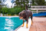 Urlaub mit Hundesenior Aufmacher